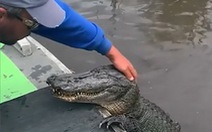 Cá sấu nhắm mắt hài lòng khi được cho ăn