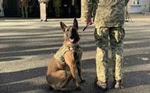 EU giao lô chó dò mìn thứ hai cho Ukraine