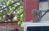 Một tuần bắt được 4 con khỉ cắn người quấy phá nhà dân ở TP.HCM