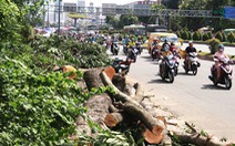 Đốn nhiều cây xanh để nhường chỗ cho dự án đường nối Trần Quốc Hoàn - Cộng Hòa