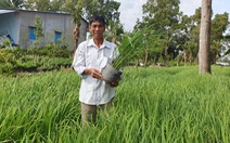 Hậu Giang trồng 10.000 chậu lúa triển lãm tại Festival lúa gạo quốc tế