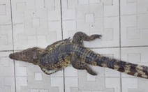 Bắt thêm 1 con cá sấu sổng chuồng ra hồ nước công viên ở Kiên Giang