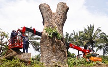 Đốn cây cổ thụ hơn 100 tuổi, thân cây to 7 người ôm mới hết trong công viên Gia Định
