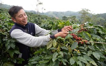 Giá cà phê xuống thấp, nông dân xót xa bỏ thu hoạch