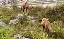 Sau kangaroo, lại xuất hiện hai con lạc đà ở Cao Bằng