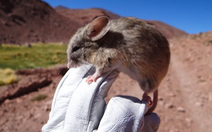 Những xác chuột bí ẩn ở độ cao 6.000 mét trên dãy núi Andes