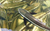 Giá cá bớp, cá mú ở Kiên Giang giảm 30-50%