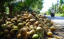 Ồ ạt trồng dừa xiêm rồi thất vọng khi bị rớt giá
