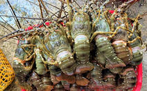Trung Quốc chưa có thông báo tạm dừng nhập khẩu tôm hùm bông từ Việt Nam