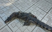Bắt thêm một con cá sấu sổng chuồng ra ngoài từ công viên ở Kiên Giang