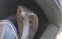 Chàng trai Ấn Độ hú hồn khi thấy rắn hổ mang trong mũ bảo hiểm