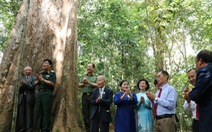 Cây kơ nia cổ thụ 1.230 tuổi trong rừng Mã Đà được công nhận Cây di sản Việt Nam
