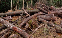 Ngang nhiên phá rừng thông 40 năm tuổi để chiếm đất