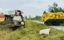 Giá tăng cao, nông dân Đồng Tháp nhộn nhịp mua bán lúa thu đông