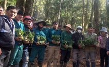 300 hộ nghèo hồ hởi trồng sâm Ngọc Linh của Thủ tướng tặng