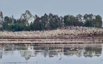 Đàn cò hàng ngàn con bay về cánh đồng ở Tràm Chim