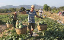 Dân Bình Định lên Gia Lai thuê đất trồng dưa hấu, trúng mùa lại được giá