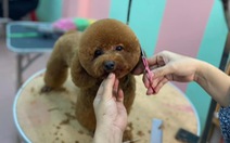 Bộ Nông nghiệp nói gì về đề xuất lập Hiệp hội cắt tỉa tạo mẫu lông thú cưng Việt Nam?