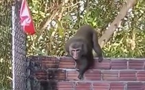 Sẽ bắn chết con khỉ hung hãn ở Quế Sơn nếu không bắt được