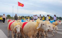 300 chú cừu Ninh Thuận diện đồ lộng lẫy lên phố diễu hành