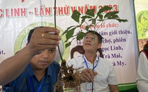 Quảng Nam chốt mỗi cây giống sâm Ngọc Linh giá 270.000 đồng