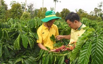 Nông nghiệp bền vững, giải pháp nào cho cây cà phê Tây Nguyên?