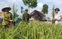Ba kỷ lục Việt Nam sẽ được xác lập tại Festival lúa gạo quốc tế Việt Nam - Hậu Giang 2023