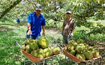 Nông dân đua trồng sầu riêng