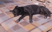 Chú chó ngóng chủ bị mắc kẹt dưới đống đổ nát ở Thổ Nhĩ Kỳ suốt 5 ngày