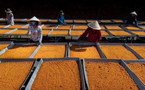 Nghề làm muối ớt Tây Ninh trở thành 'di sản văn hóa phi vật thể quốc gia'