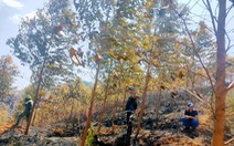 Kon Tum yêu cầu điều tra vụ cháy rừng làm 2 người chết