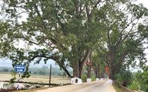 Hàng cây di sản quê hương bà Triệu
