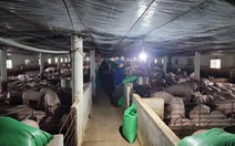 Ngành thức ăn chăn nuôi xin giảm thuế nhập khẩu nguyên liệu