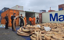 Phát hiện 7 tấn ngà voi nhập lậu từ châu Phi