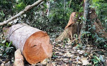 Vụ cây rừng bị cắt cả năm, chủ rừng mới biết: Thủ phạm là nhóm thanh niên địa phương