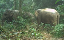 Phát hiện hai con voi trong Vườn quốc gia Vũ Quang