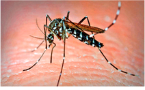 Các nhà khoa học nỗ lực phát triển bộ test nhanh dành cho bệnh sốt xuất huyết