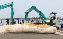 Xác cá voi dài gần 10m dạt vào bờ biển Nam Định