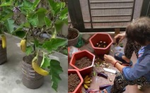 Cụ bà đầu tư 6 chậu đất để 'trồng cà tím nở ra quả chuối'