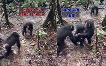 Chú khỉ ôm hôn đồng loại khi trở về nhà