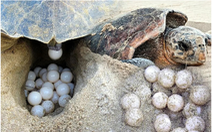 Loài rùa quý hiếm sống sót nhờ... biến đổi khí hậu