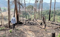 Thích ứng với luật chống phá rừng của EU: Cẩn trọng đánh giá các hệ thống tiêu chuẩn