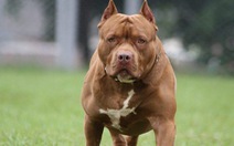 Thêm người chết oan vì chó pitbull, bao giờ mới cấm nuôi?