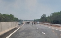 Tài xế giật mình với đàn bò giữa cao tốc Phan Thiết - Dầu Giây