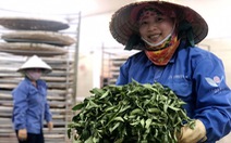 Ông Chuang 30 năm trồng trà Oolong ở Đà Lạt