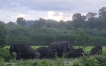 Cả đàn voi rừng béo tốt ra bìa rừng kiếm ăn ở Đồng Nai