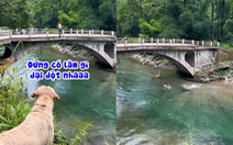 Chú chó nhảy xuống sông cứu ông chủ vì tưởng bị đuối nước