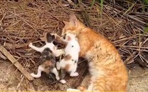 3 mẹ con mèo bị bỏ rơi bên lề đường được chàng trai cứu sống