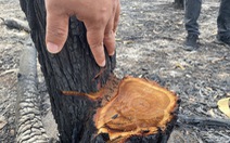Kiểm tra hiện trường diễn tập chữa cháy rừng làm cây cháy đen