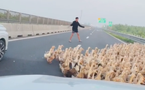 Đàn vịt hàng trăm con tung tăng trên cao tốc Trung Lương - Mỹ Thuận